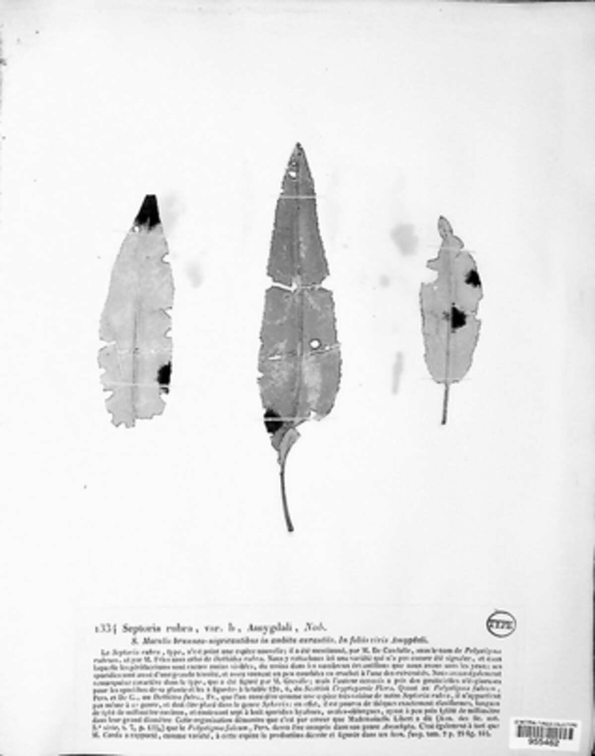 Polystigma rubrum image